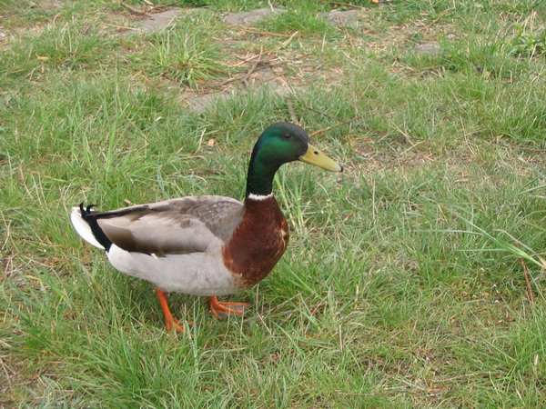 Trpělivé zvíře pro fotografa s malým zoomem